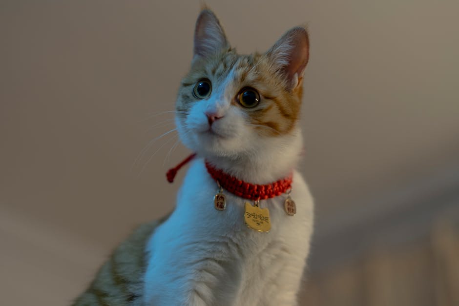 A close-up of a cat wearing a stylish red cat collar with a name tag