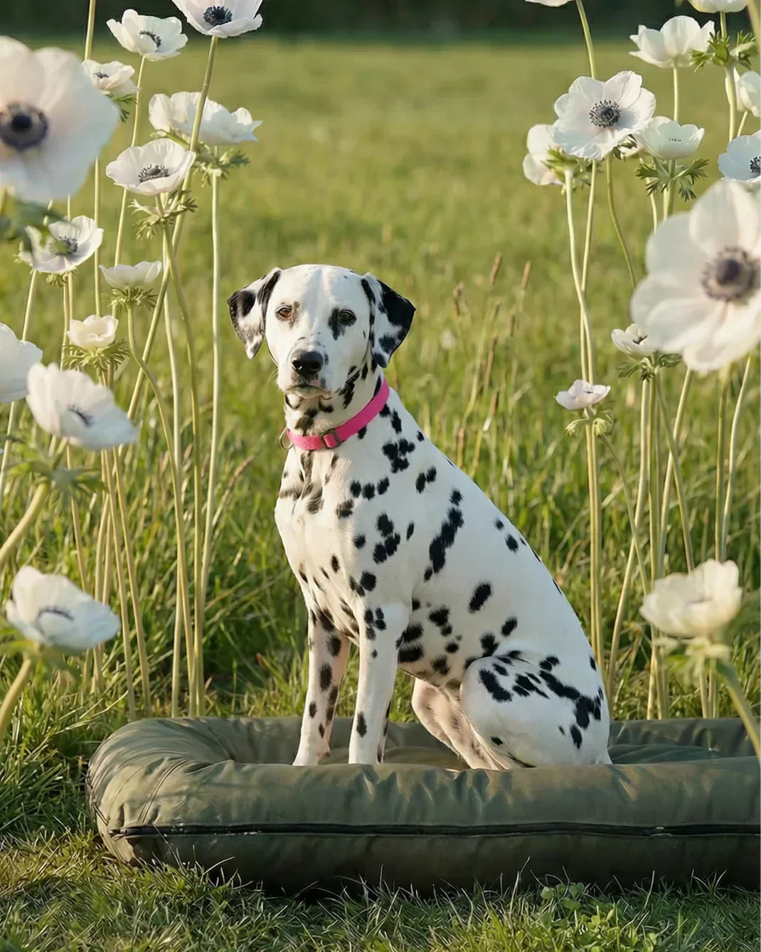Dalmatian on green waterproof lounger dog bed outdoor durable premium pet bed fast shipping HT Animal Supply