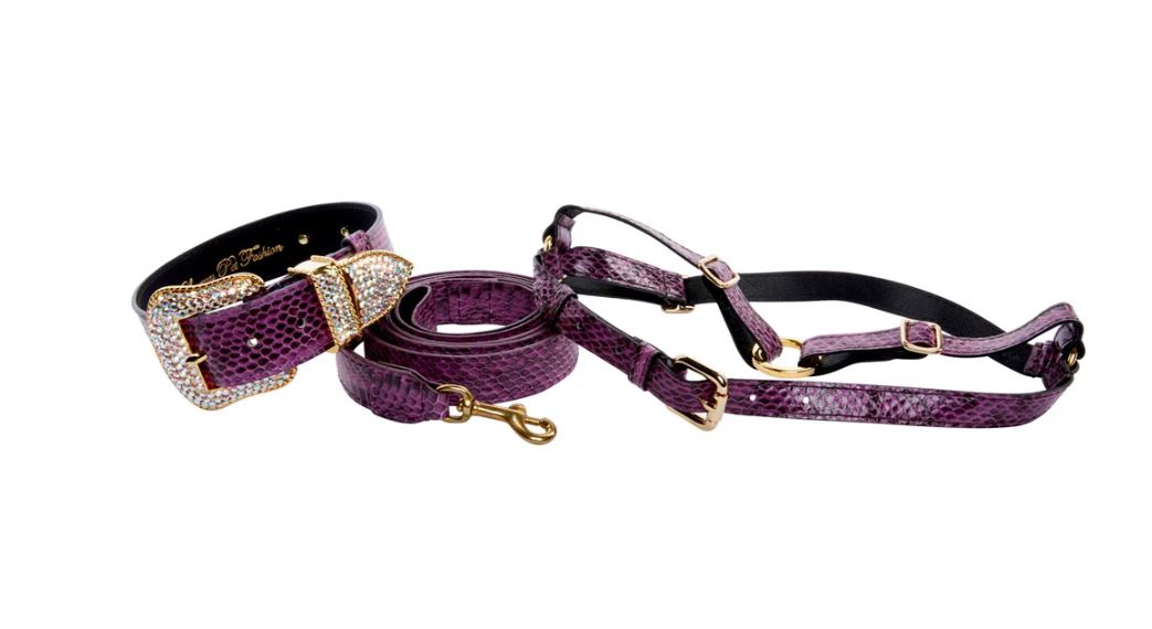 The "It" Pet: 4 Ways to Elevate Your Dog’s Style & Lifestyle in 2026| HT Animal Supply