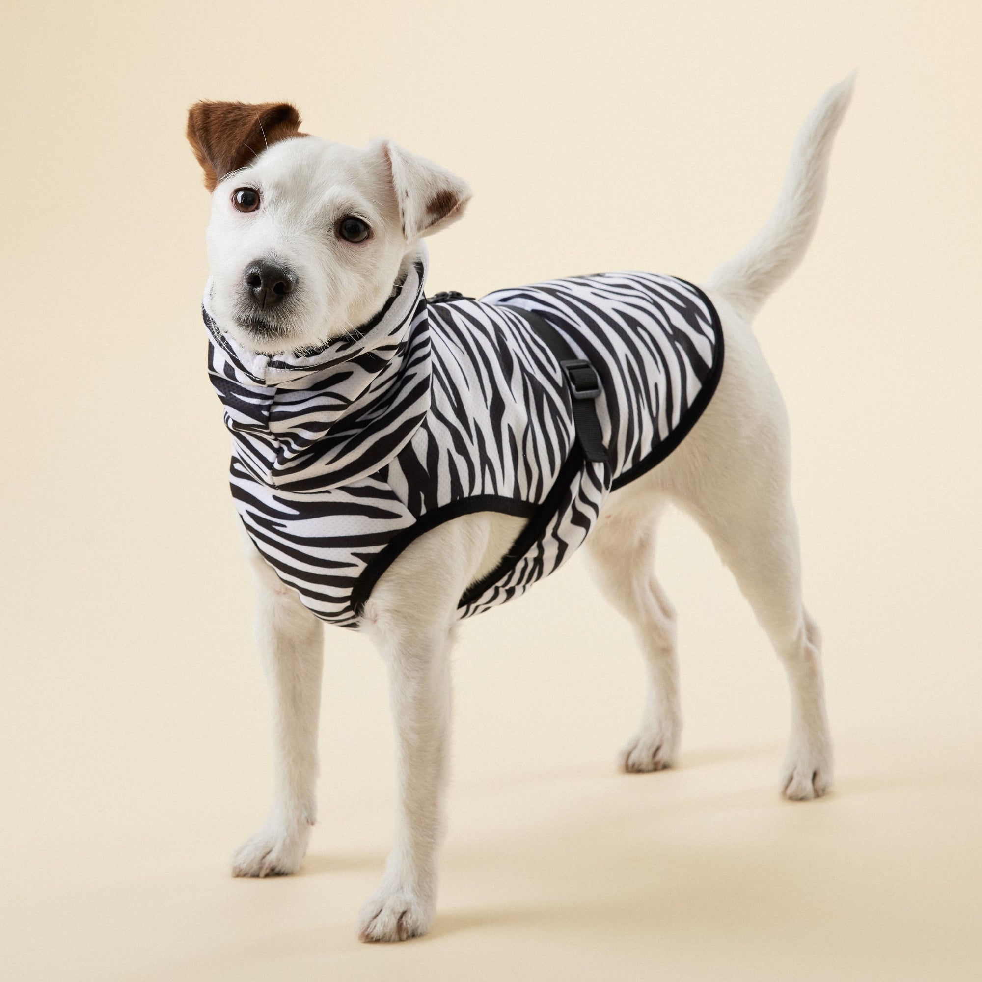 Top-rated pet products and best-selling essentials at HT Animal Supply