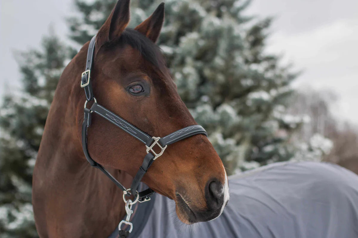 Bridles & Reins | HT Animal Supply