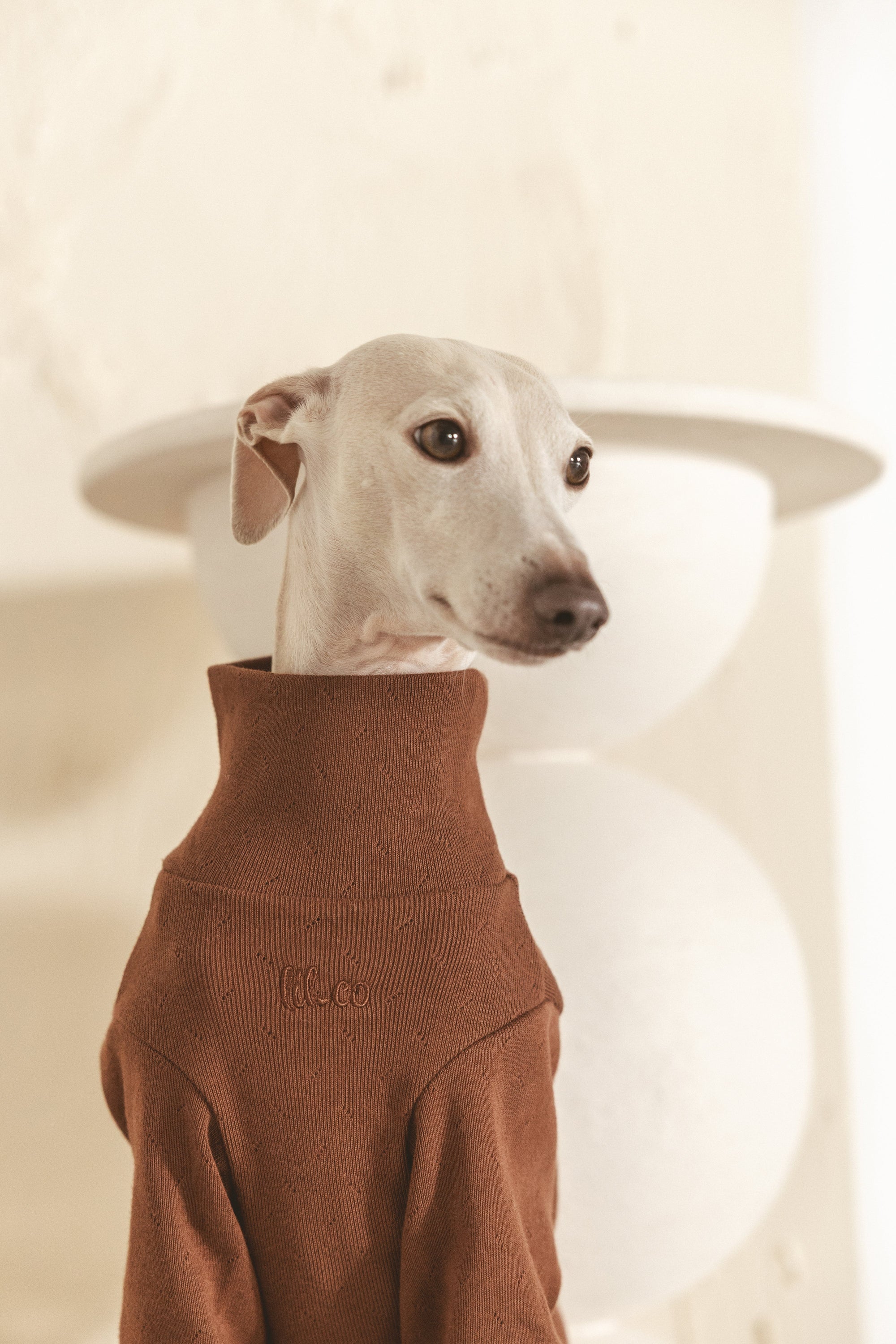 Lilco pet apparel and accessories featuring stylish designs with comfortable, durable materials for everyday use