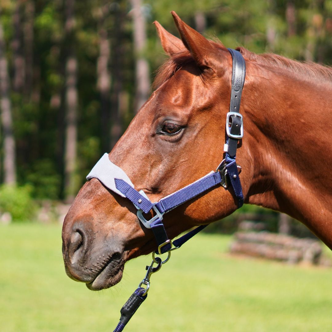 Correct Connect Horse Supplies equine training system for balance and topline development available at HT Animal Supply