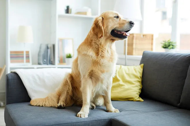 Golden Retriever resting on soft dog bed in bright home