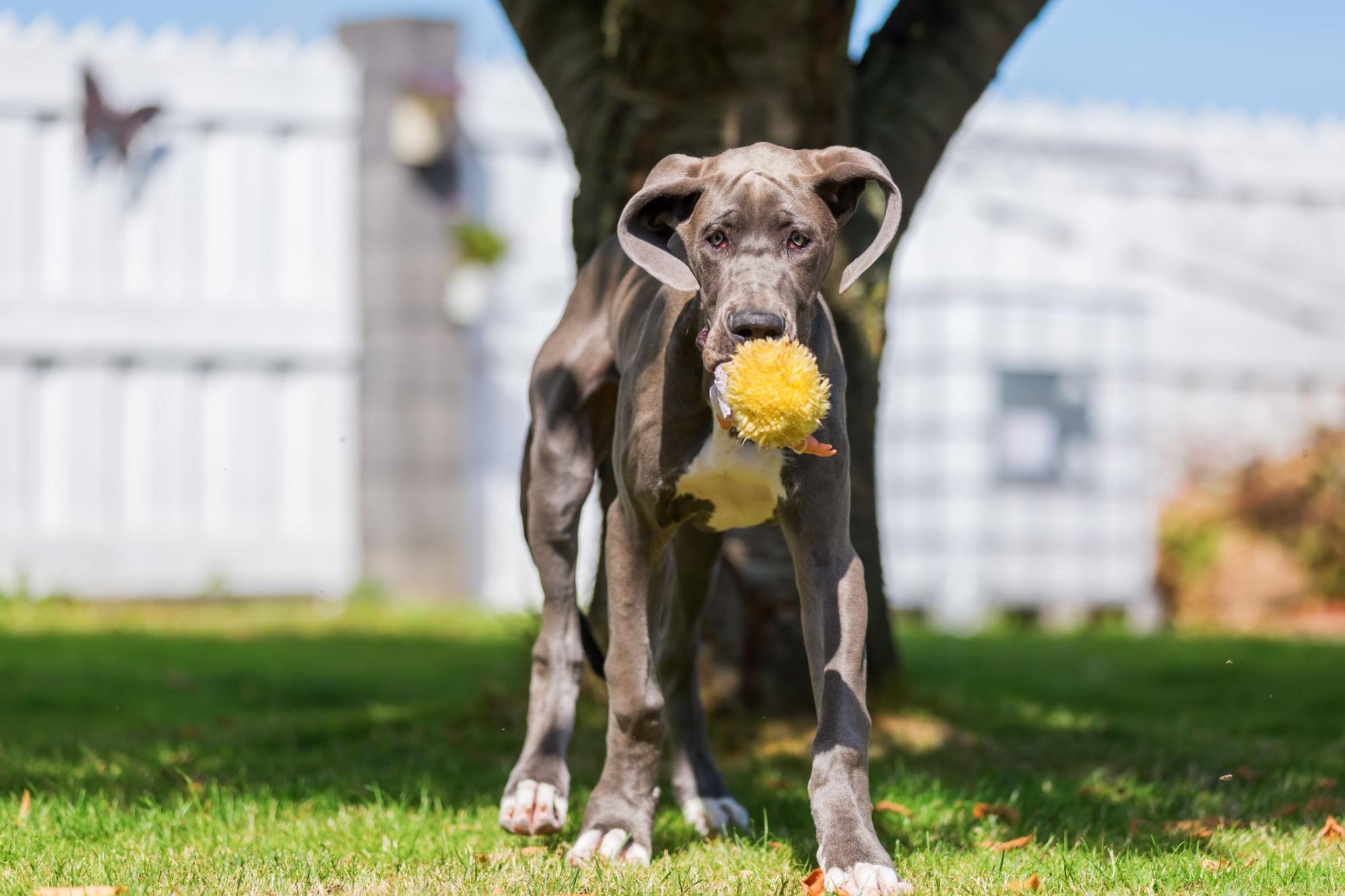 Great Dane playing with large toy outdoors