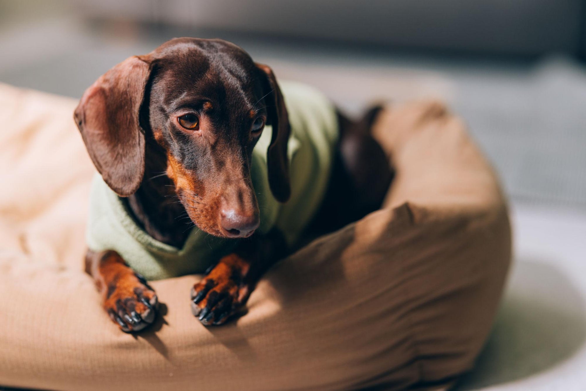 Dachshund relaxing on plush dog bed in cozy living room