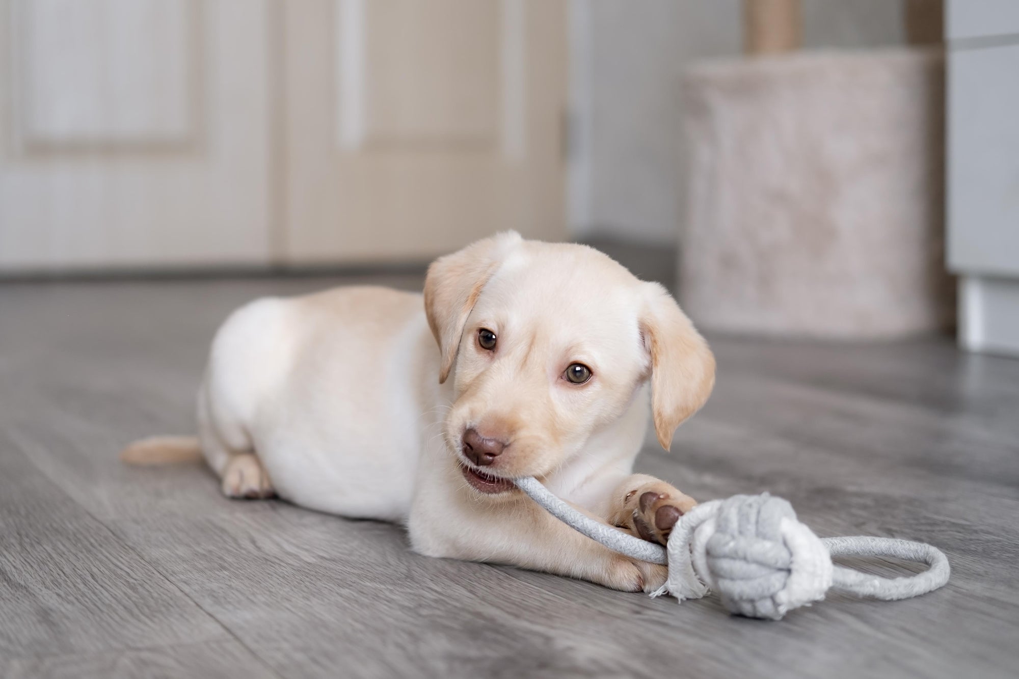 Labrador Retriever playing with toy in bright living room wearing collar