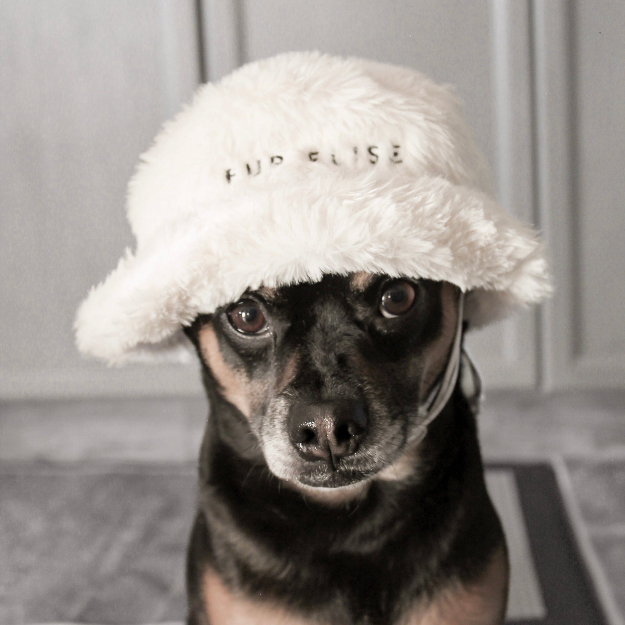 Pet Hats | HT Animal Supply