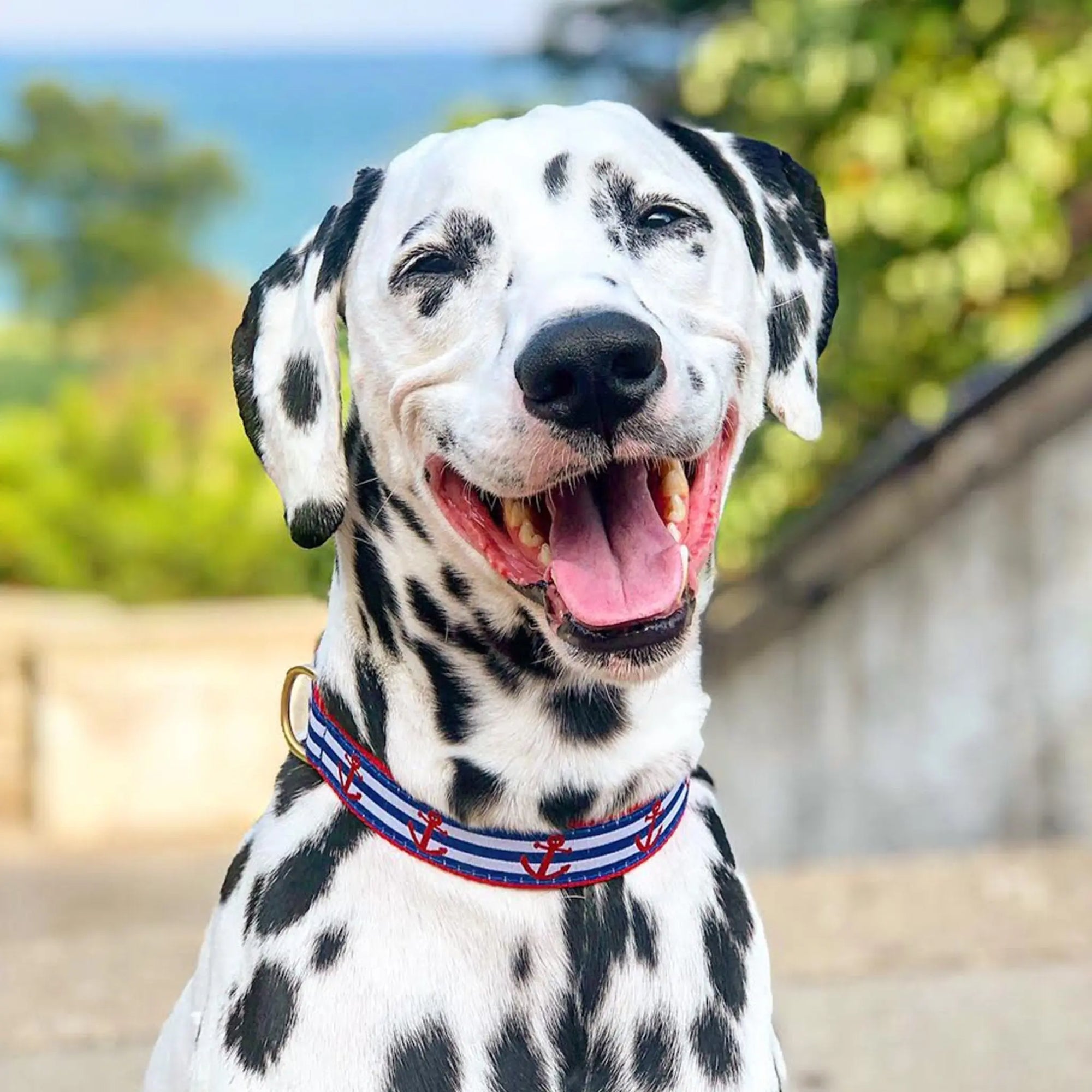 All Collars & Harnesses | HT Animal Supply