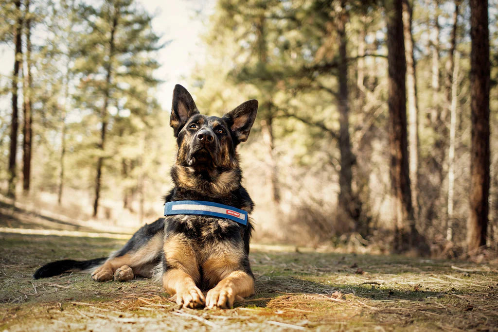 German Shepherd wearing reinforced collar and harness at home