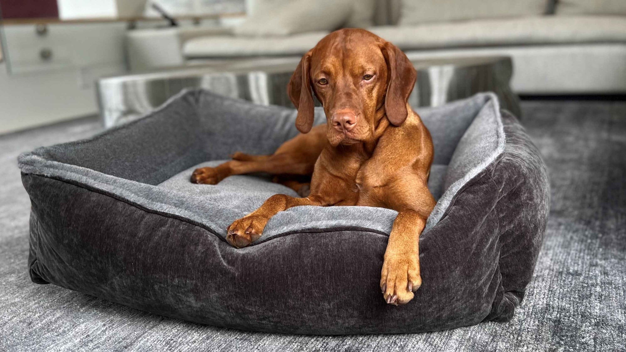 Orthopedic Dog Bed at HT Animal Supply