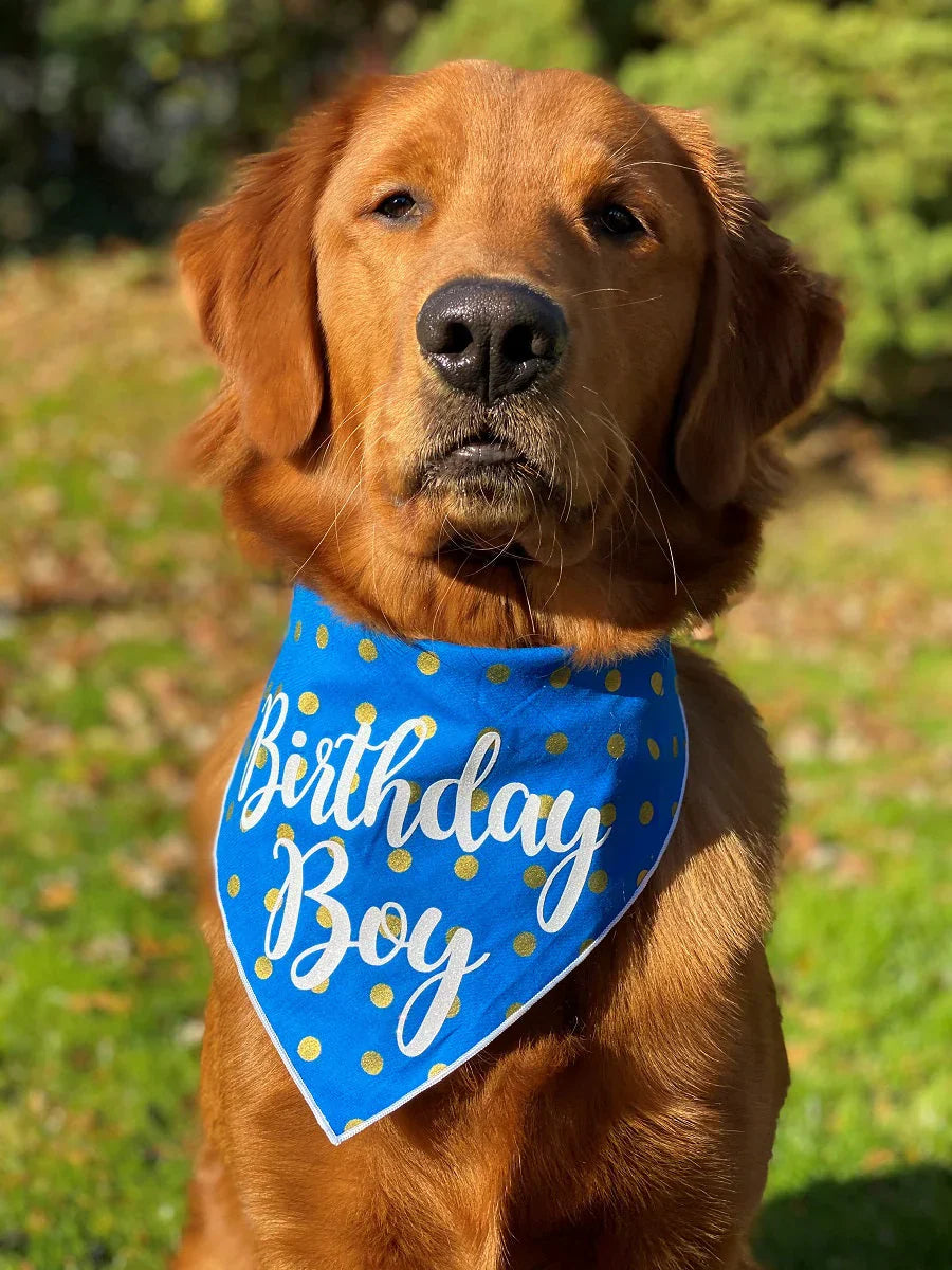 Dog celebrating with birthday bandana, cake, and party accessories from HT Animal Supply