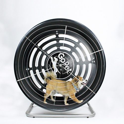 Go Pet collection featuring pet treadmills and exercise equipment designed to keep dogs active and healthy