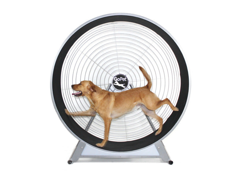GoPet Dog exercise wheel for indoor play and activity