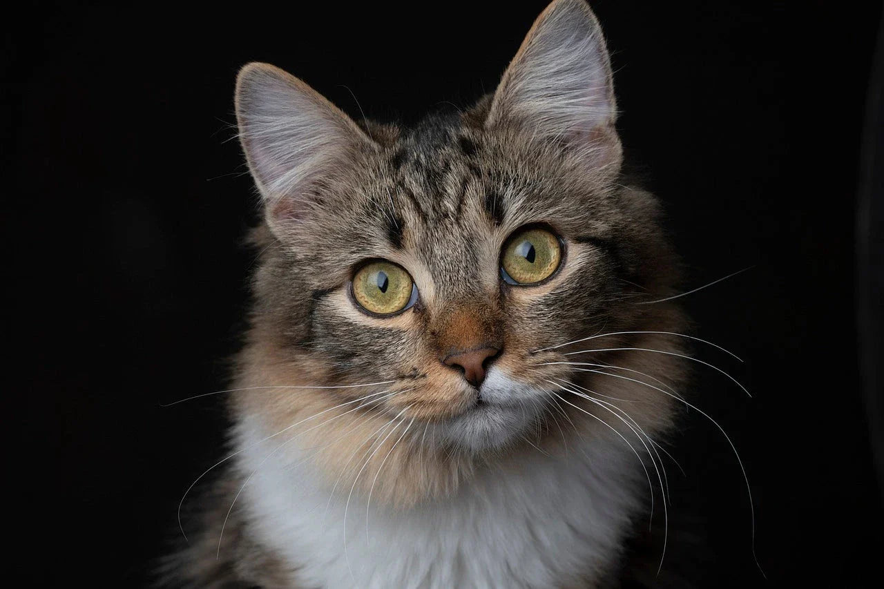Premium cat supplies including toys, bowls, and grooming products from HT Animal Supply
