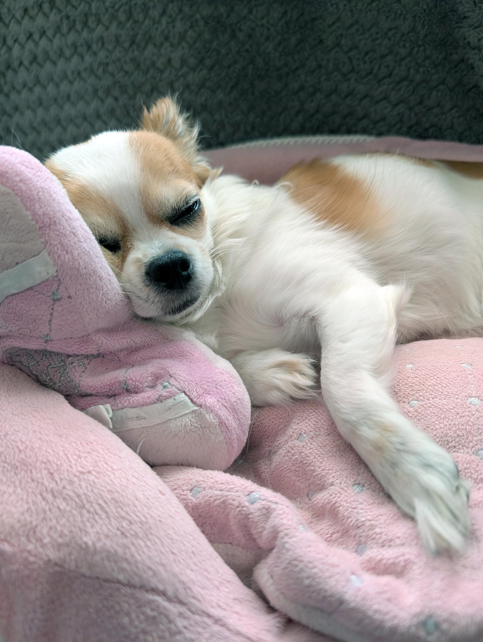 Chihuahua resting on cozy dog bed at home
