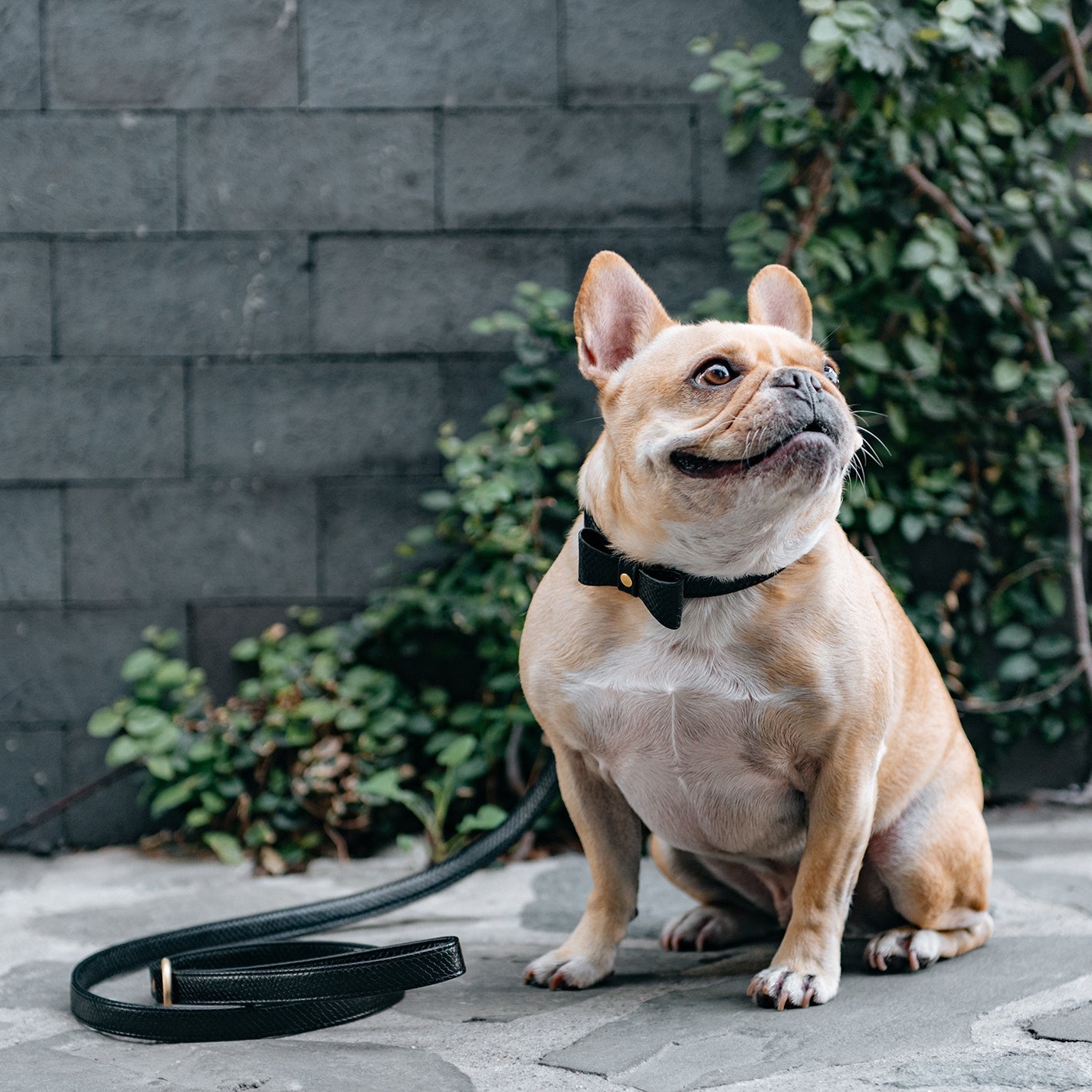 French Bulldog playing with durable toy, wearing luxury collar and stylish apparel from HT Animal Supply.