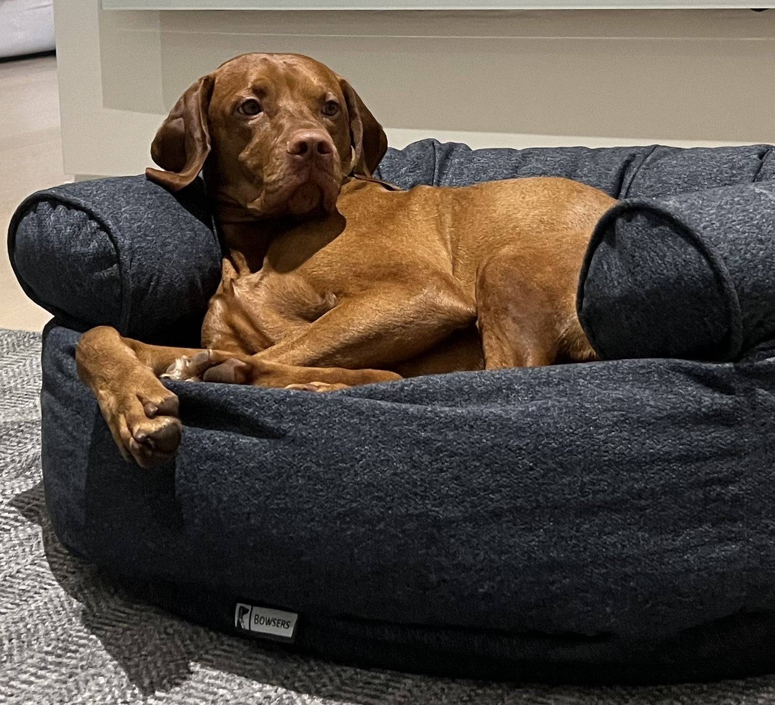 Cozy dog resting on an orthopedic memory foam dog bed, perfect for large and small breeds
