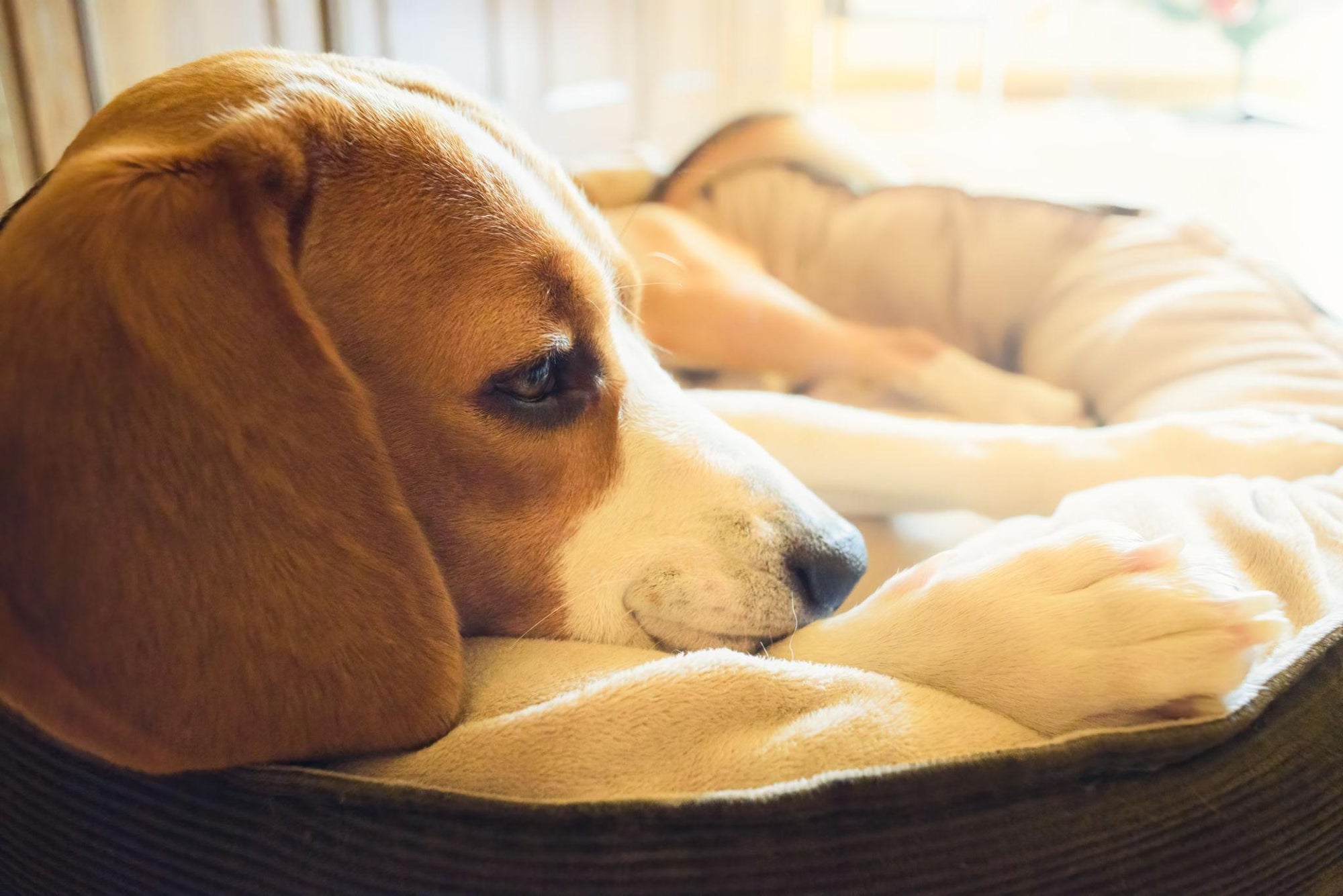 Beagle resting on cozy orthopedic dog bed in bright living room