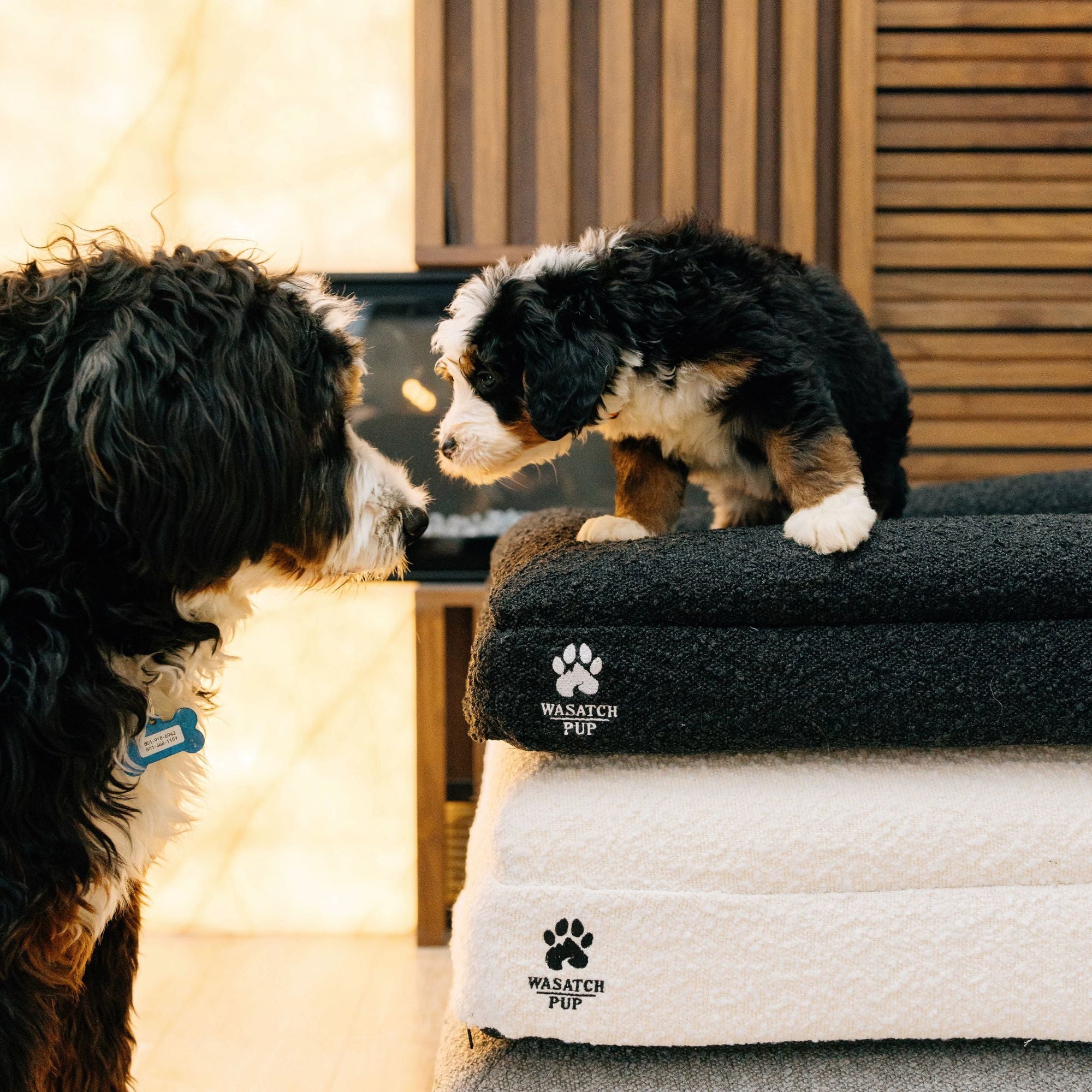 Wasatch Pup orthopedic dog beds, grooming tools, and premium pet accessories for dogs at HT Animal Supply.