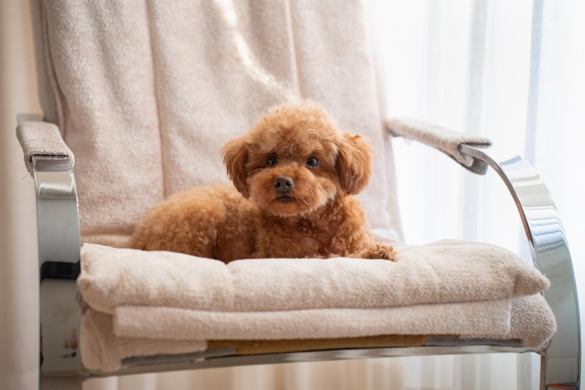 Poodle relaxing on plush dog bed in modern living room