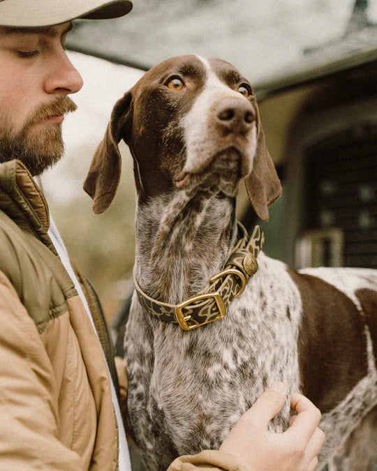 Pointer Traditions | HT Animal Supply