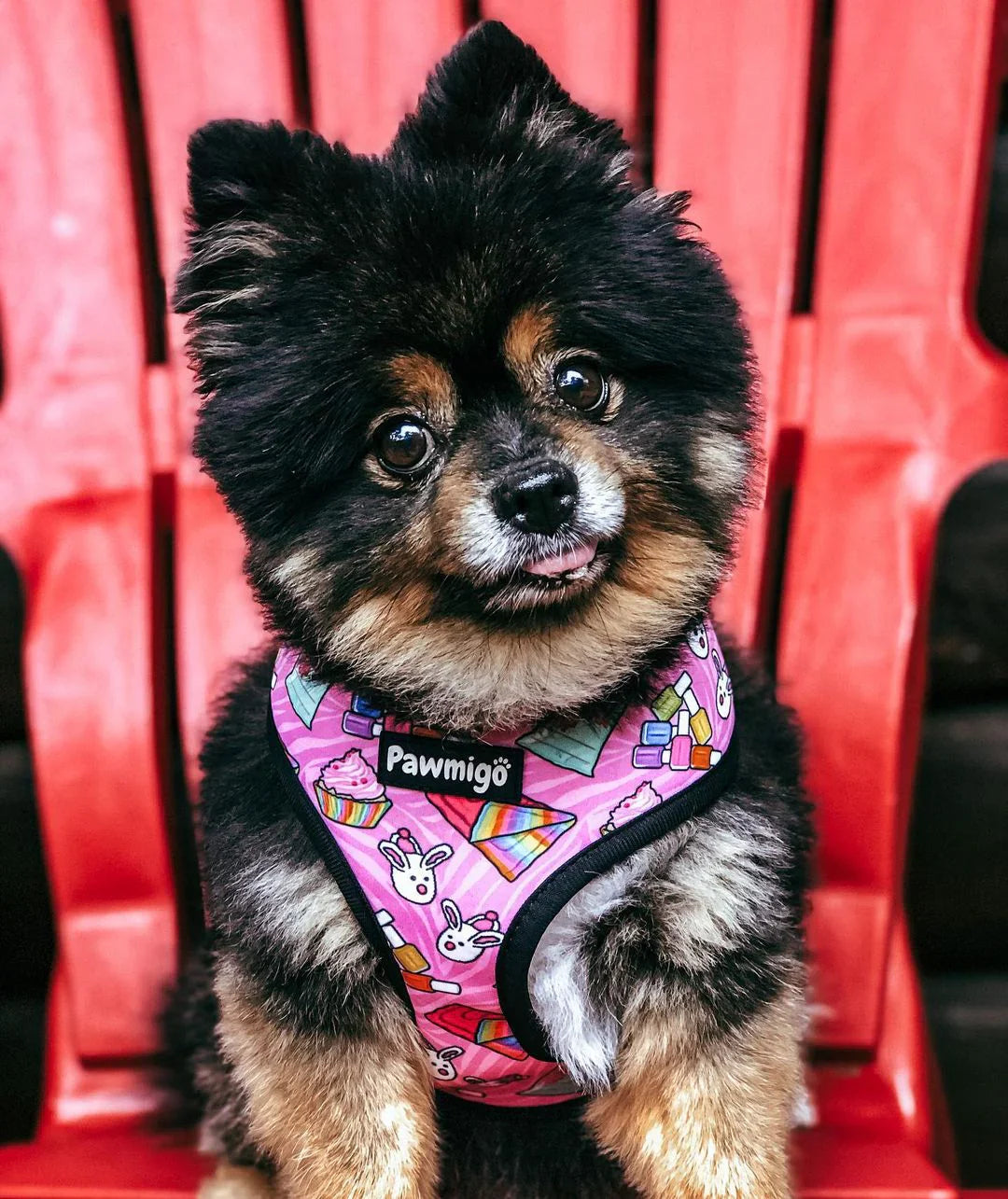 Colorful dog harnesses and leashes by Pawmigo from HT Animal Supply