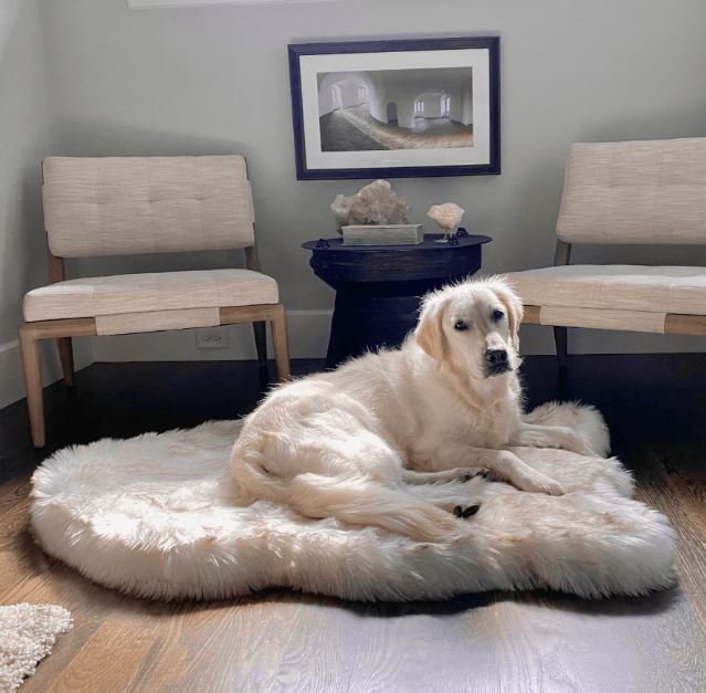 Orthopedic PupRug dog bed with multifunctional comfort from HT Animal Supply