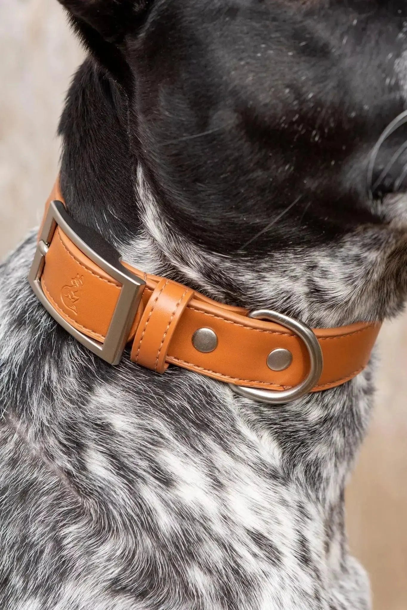 Aria The Fox premium faux leather dog collar and leash set featuring elegant stitching, soft texture, and a stylish modern design.