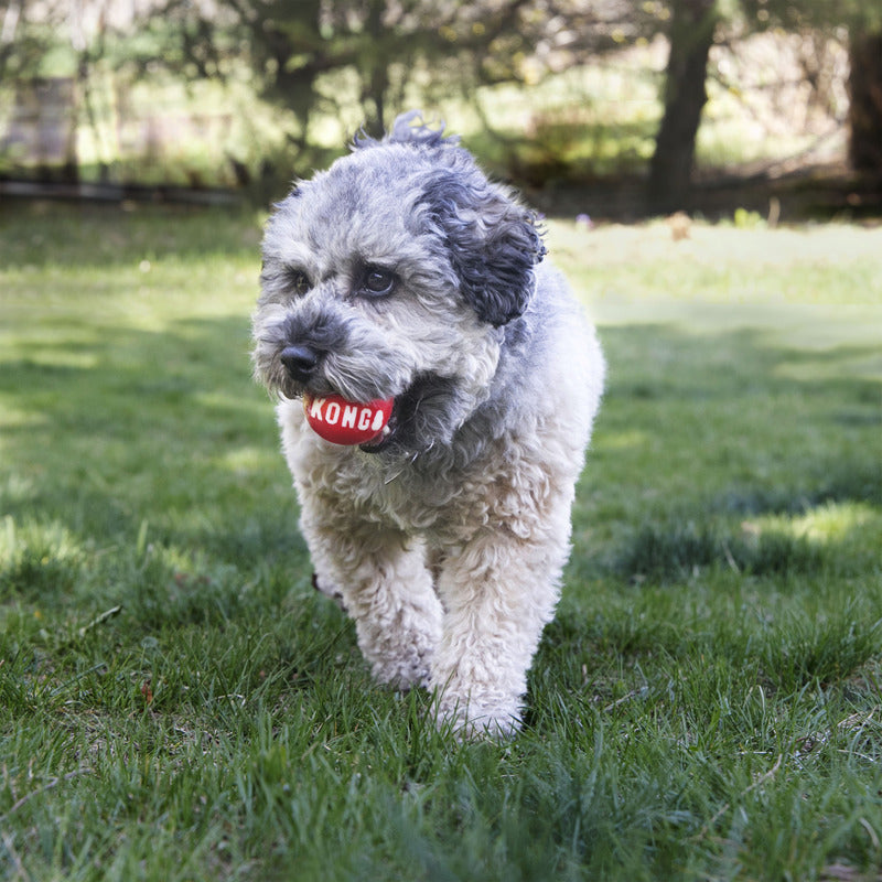 The Family Pet | HT Animal Supply 