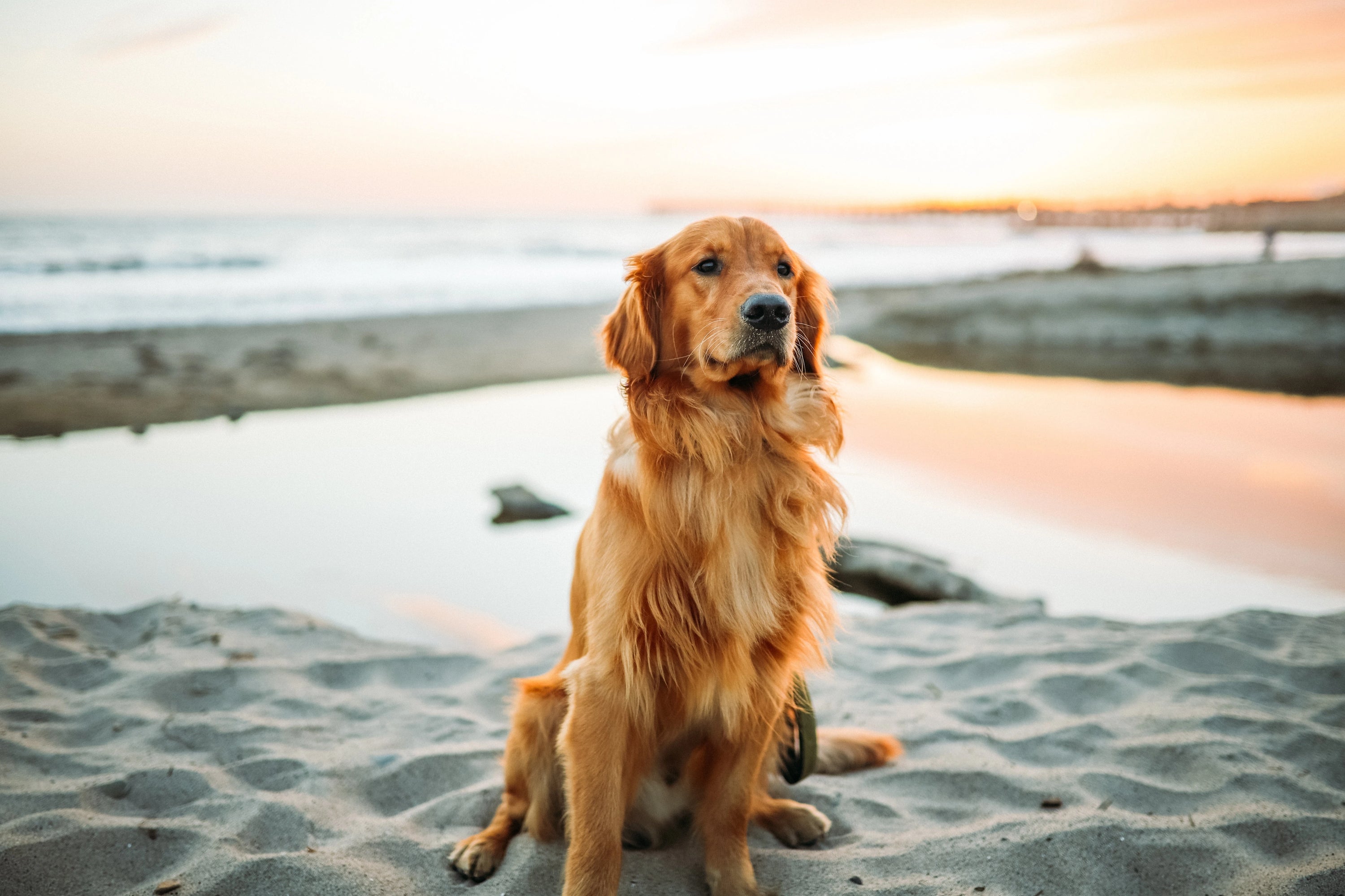 Dog enjoying the beach in the summer's sun