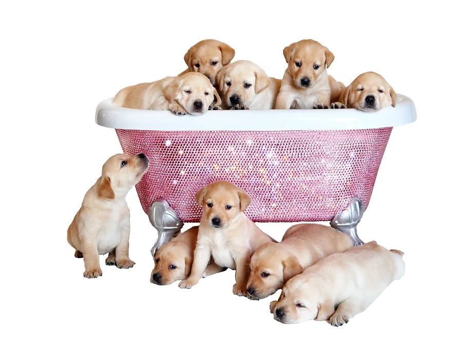 Adorable puppies in a sparkling pink crystal-covered bathtub from HT Animal Supply's exclusive Diamond Bathtub Collection.