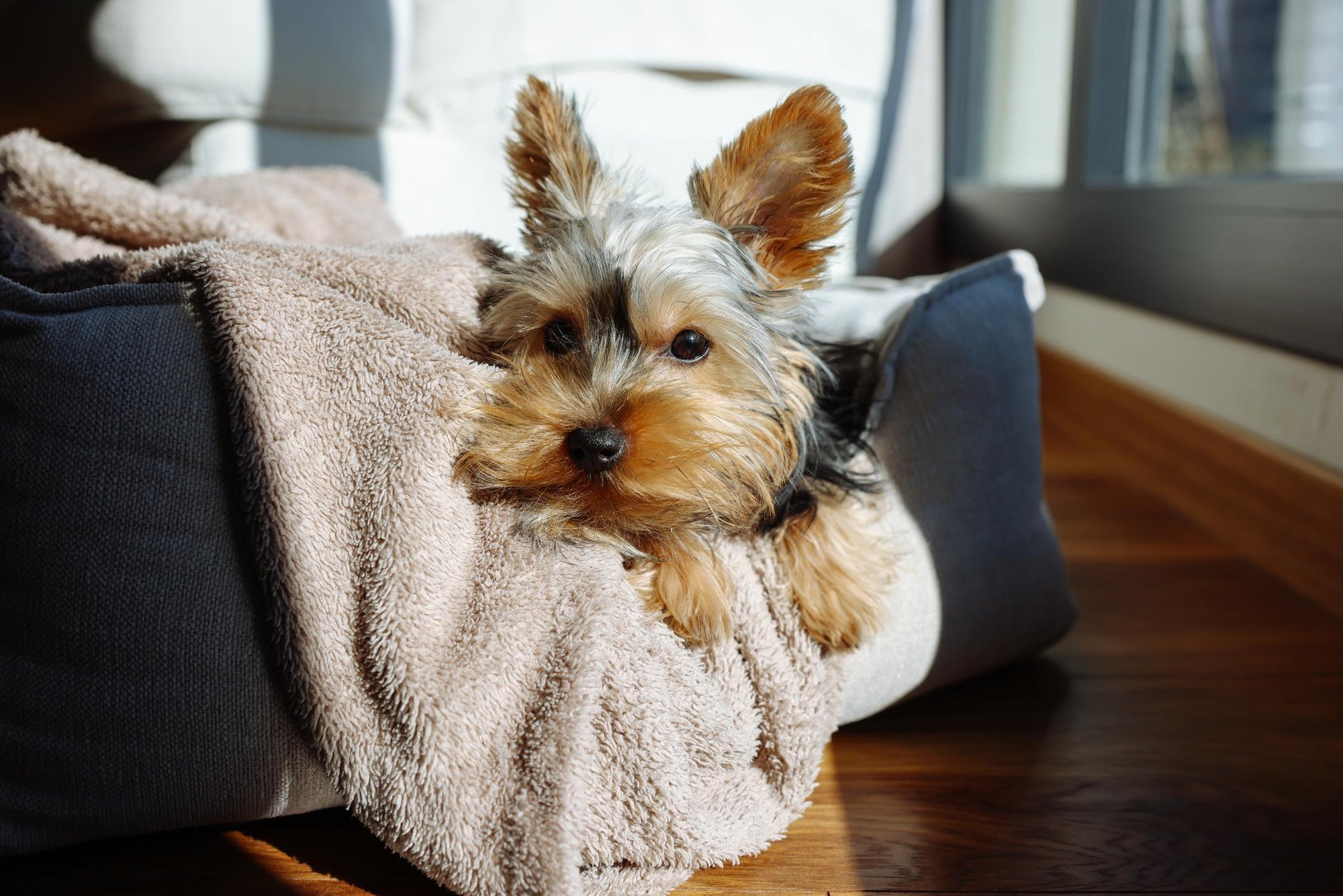 Yorkshire Terrier laying on their Othopedic bed from HT Animal Supply