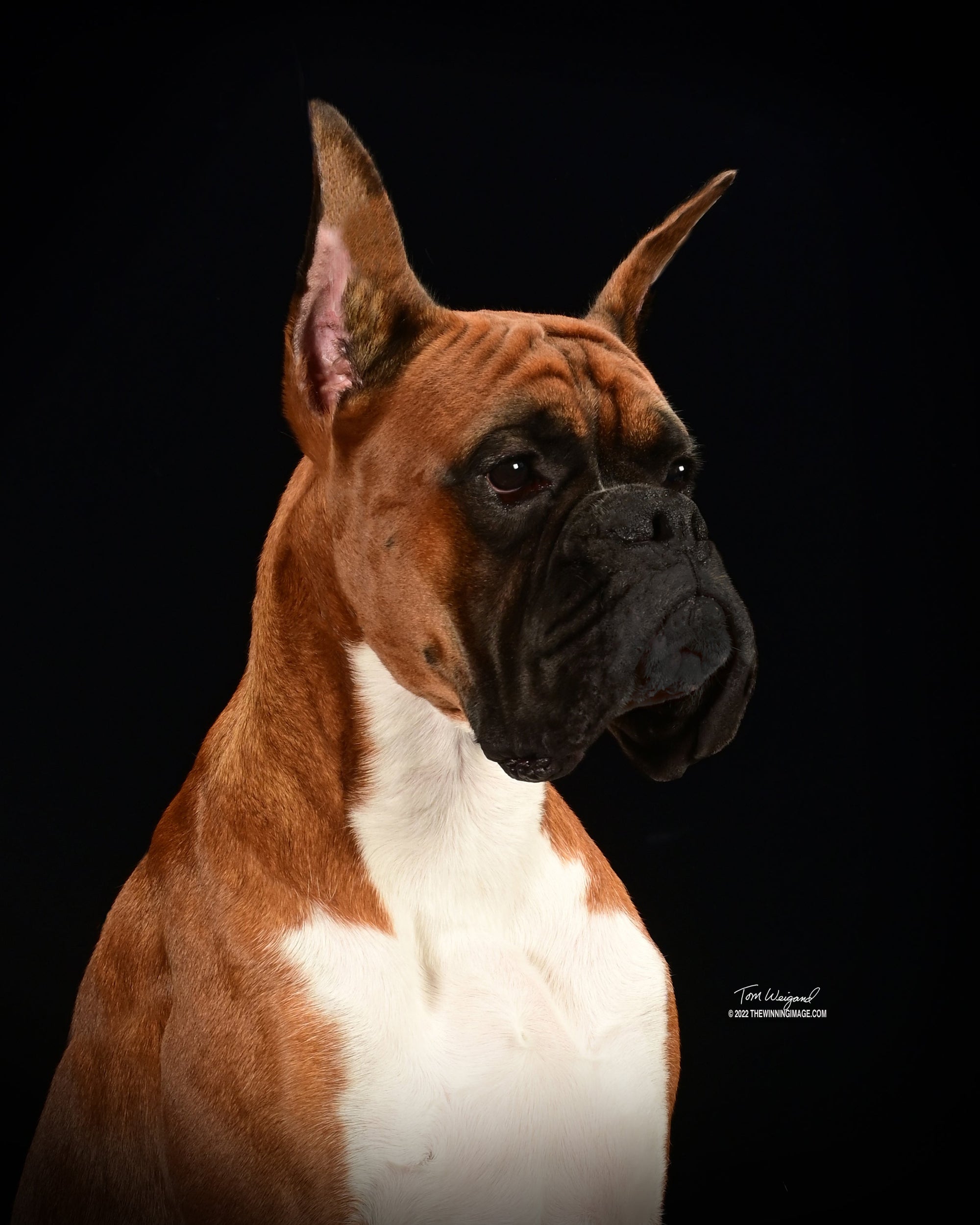 Boxer posing for his picture at HT Animal Supply
