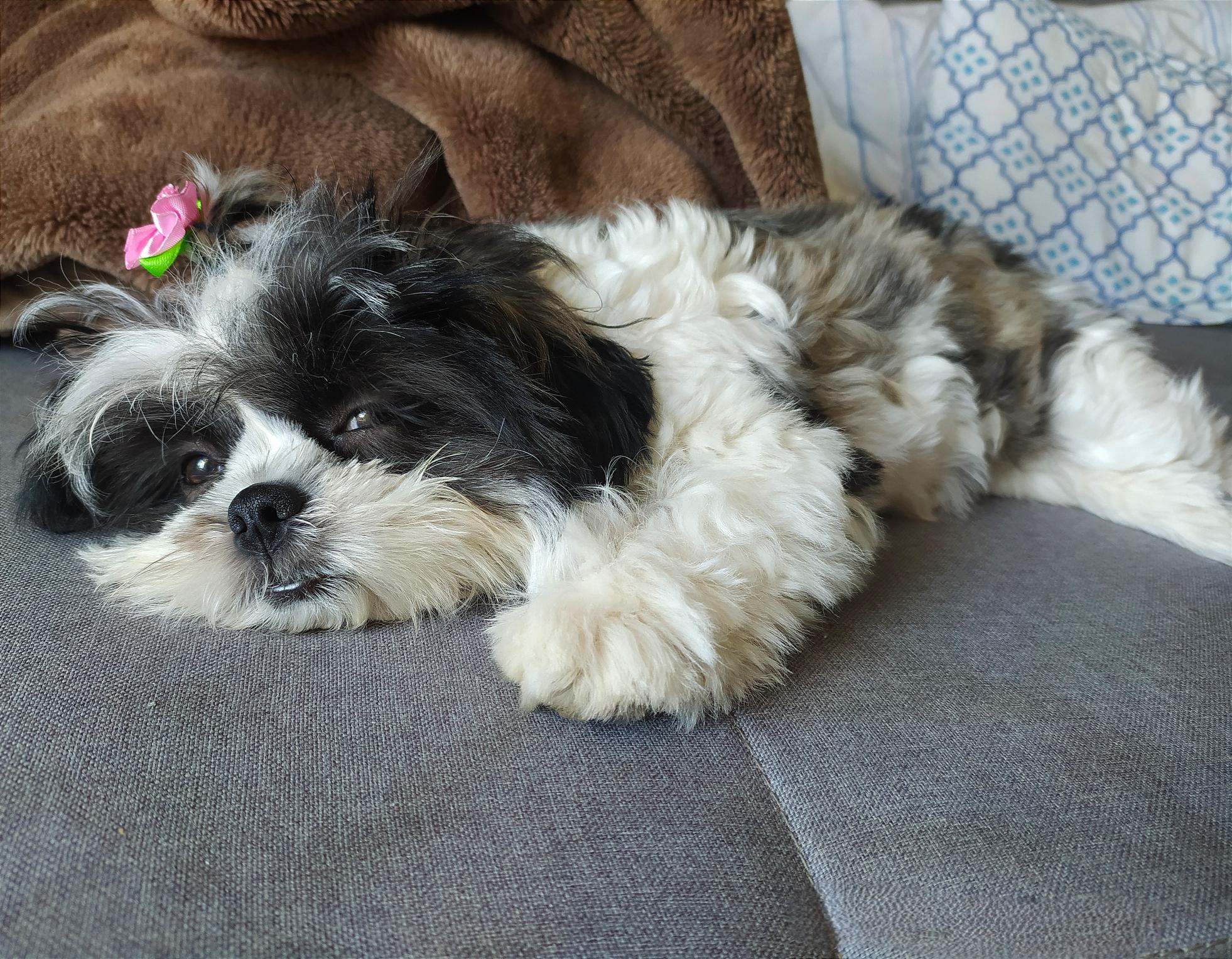 Shih Tzu resting on soft dog bed at home