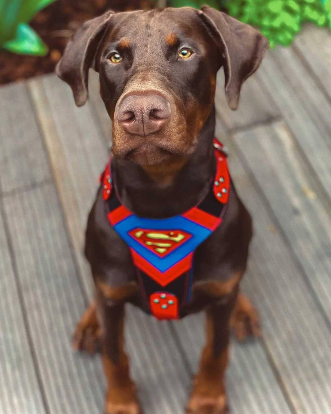 Bestia Dog Gear