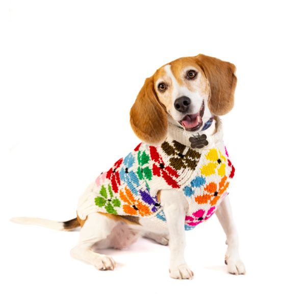 Fashionable dog wearing a knit sweater from HT Animal Supply