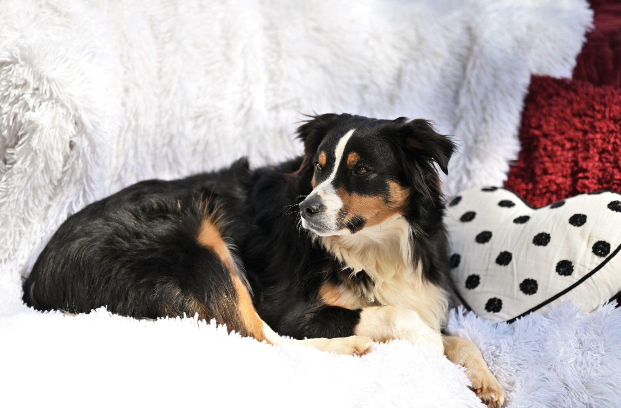 Australian Shepherd resting on supportive dog bed
