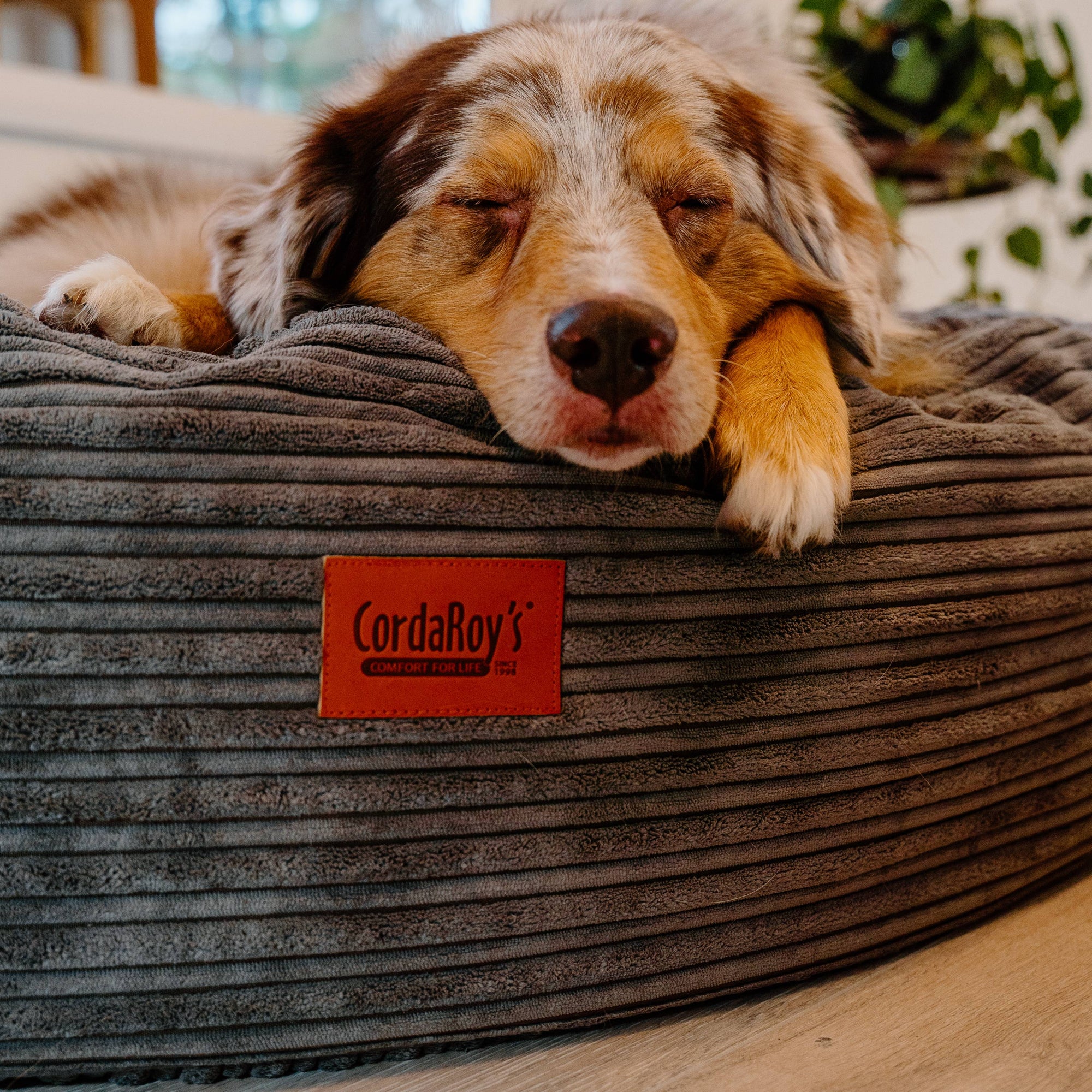 CordaRoy’s premium dog beds with supportive foam comfort for dogs of all sizes at HT Animal Supply