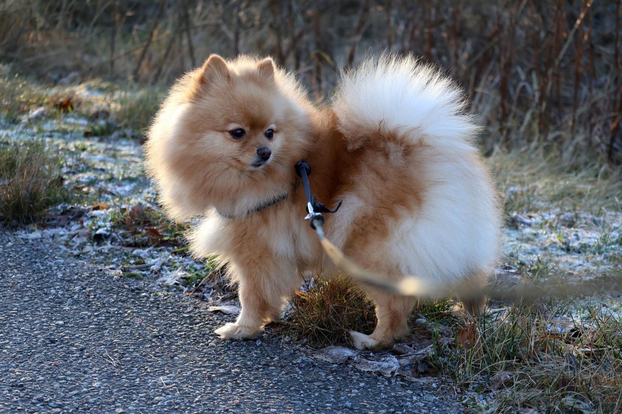 Pomeranian walking outside wearing harness