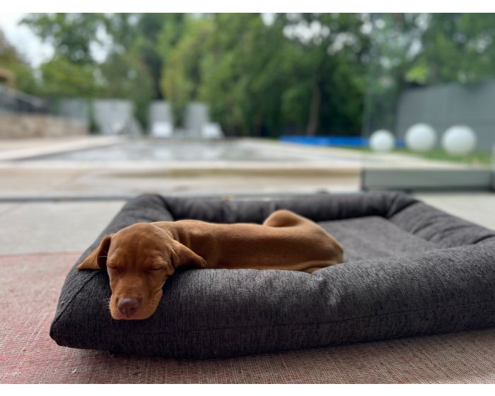 Rectangle dog bed with orthopedic support and modern design from HT Animal Supply