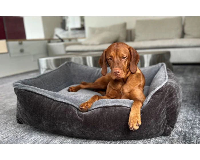 Dog resting on a plush lounge-style pet bed from HT Animal Supply