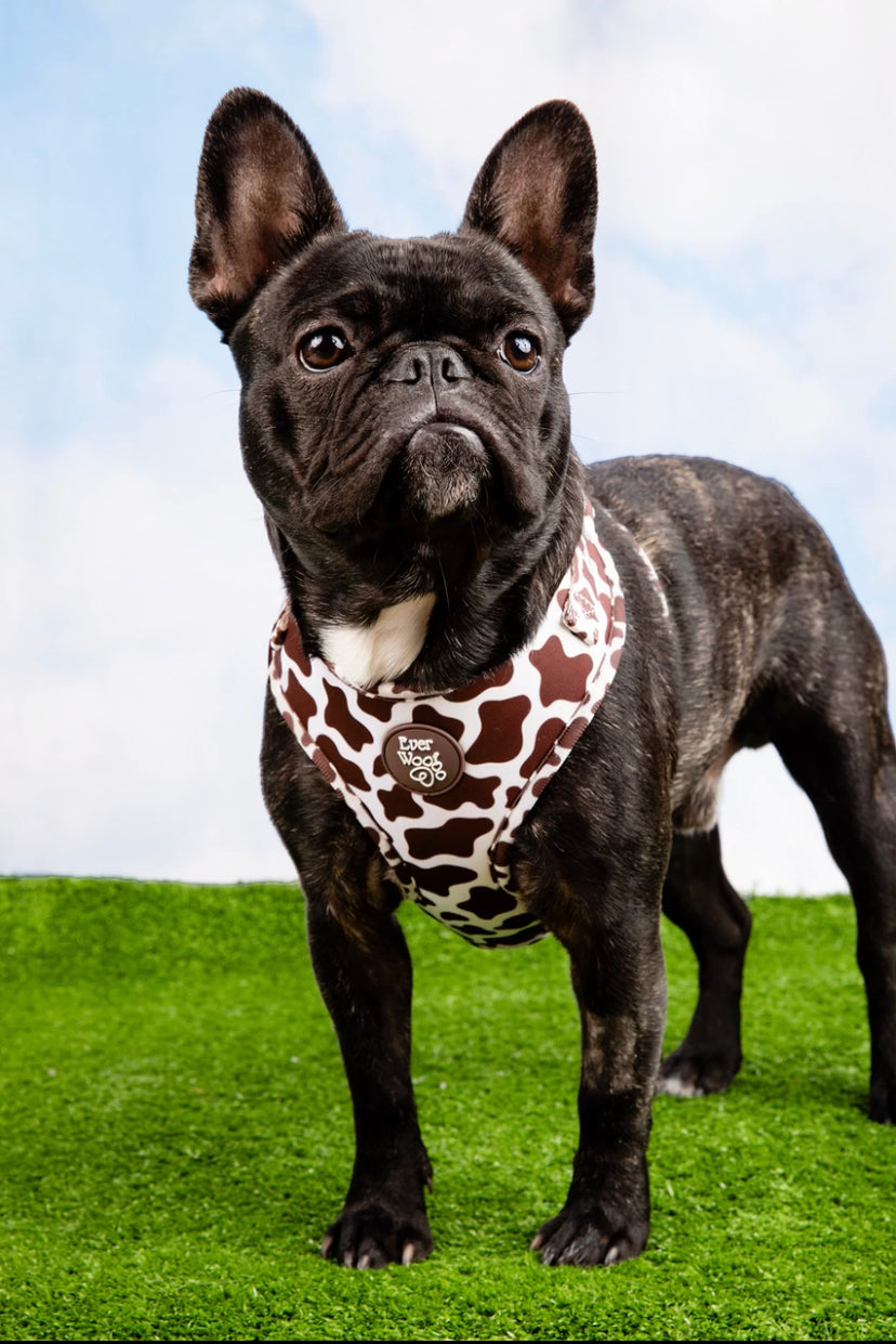 Black French Bulldog wearing an Ever Woof cow print dog harness on green grass with a blue sky background.