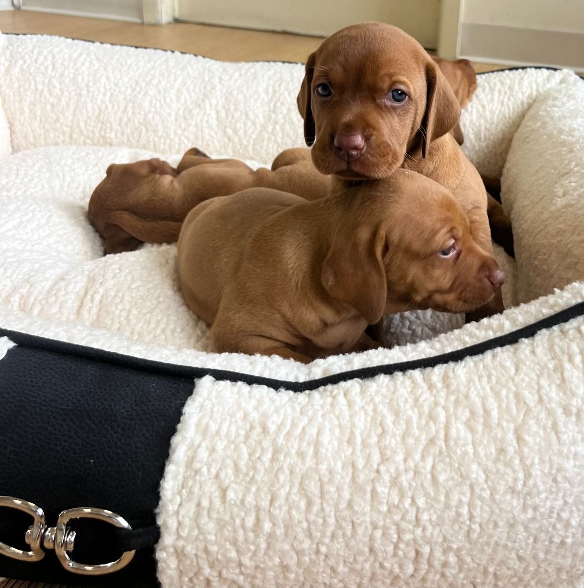 Scoop-style dog bed designed for comfort and cozy sleep from HT Animal Supply