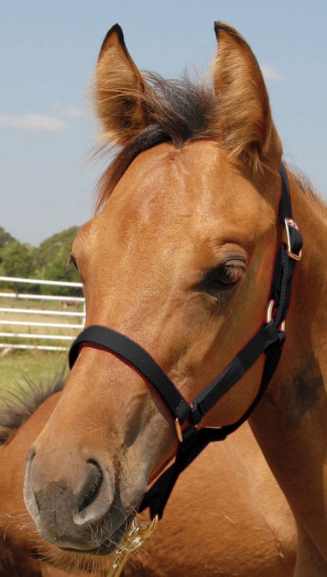 Horse Grooming Supplies | HT Animal Supply