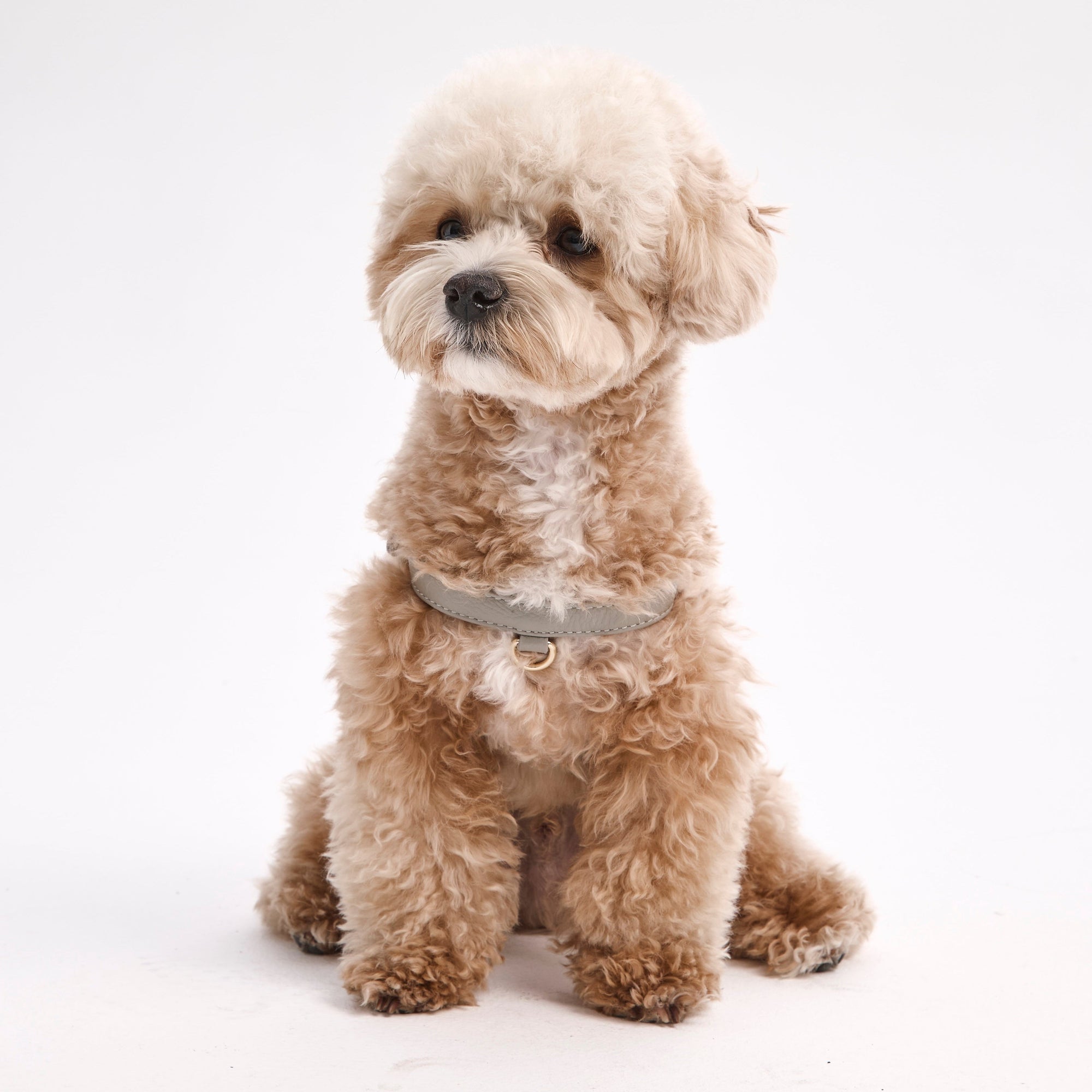 Small fluffy tan dog wearing a light gray leather harness with gold hardware, sitting against a clean white background