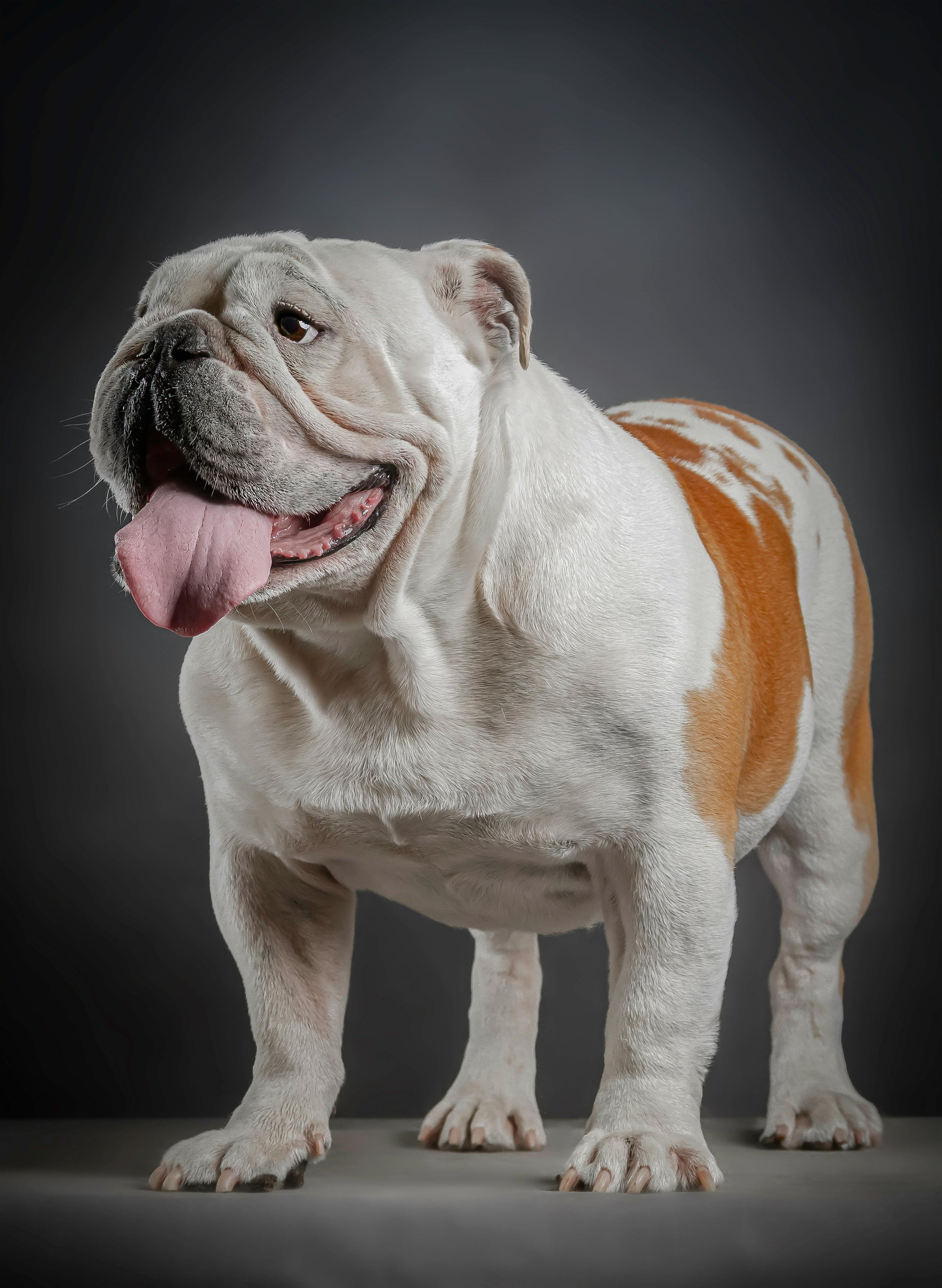 Bulldog wearing comfortable collar and harness at home