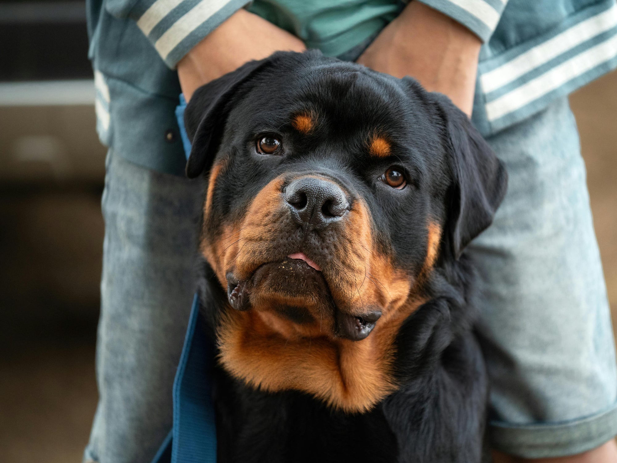 Rottweiler posing for a photo, being held by owner