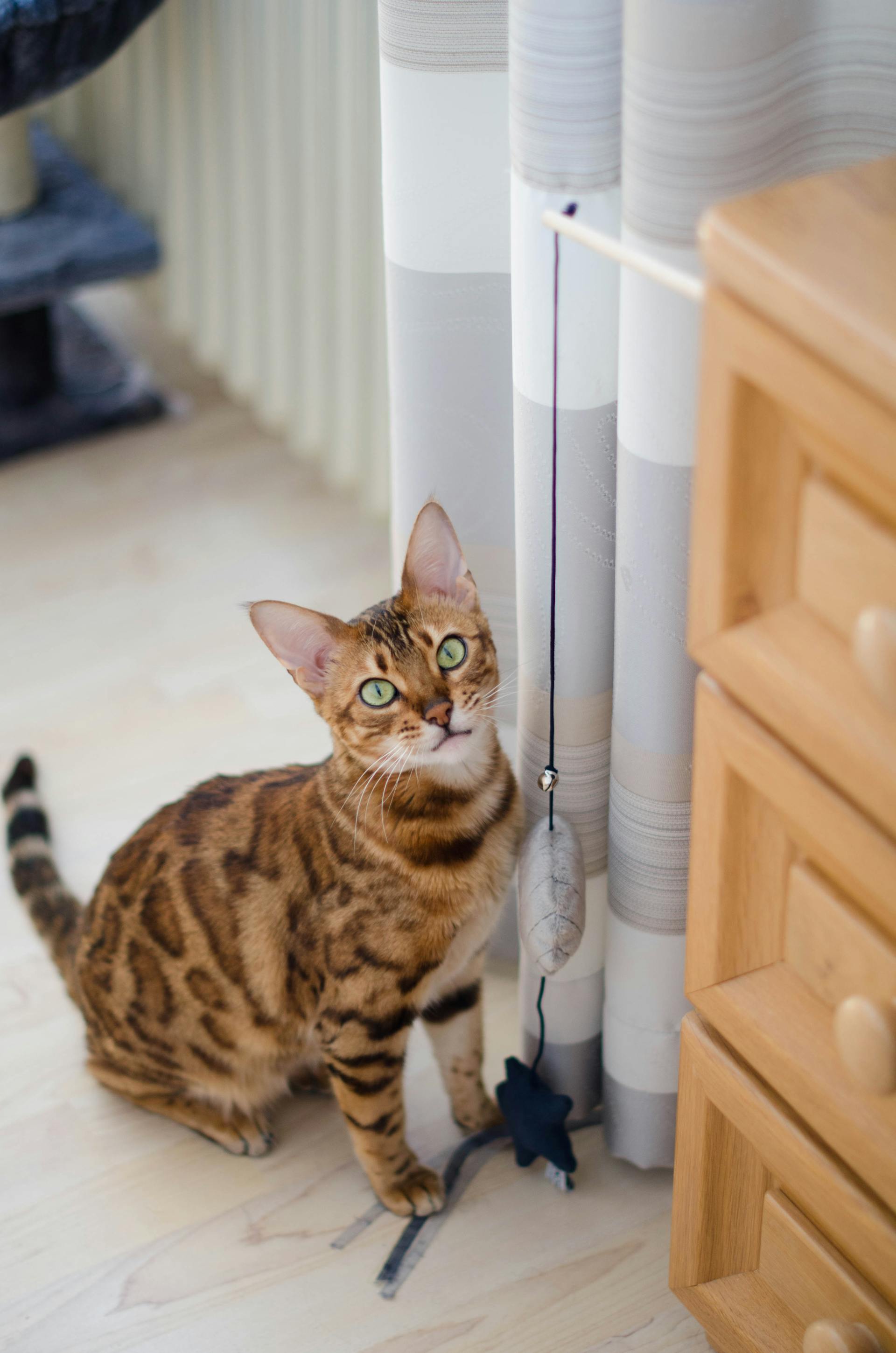Interactive and solo-play cat toys for enrichment from HT Animal Supply