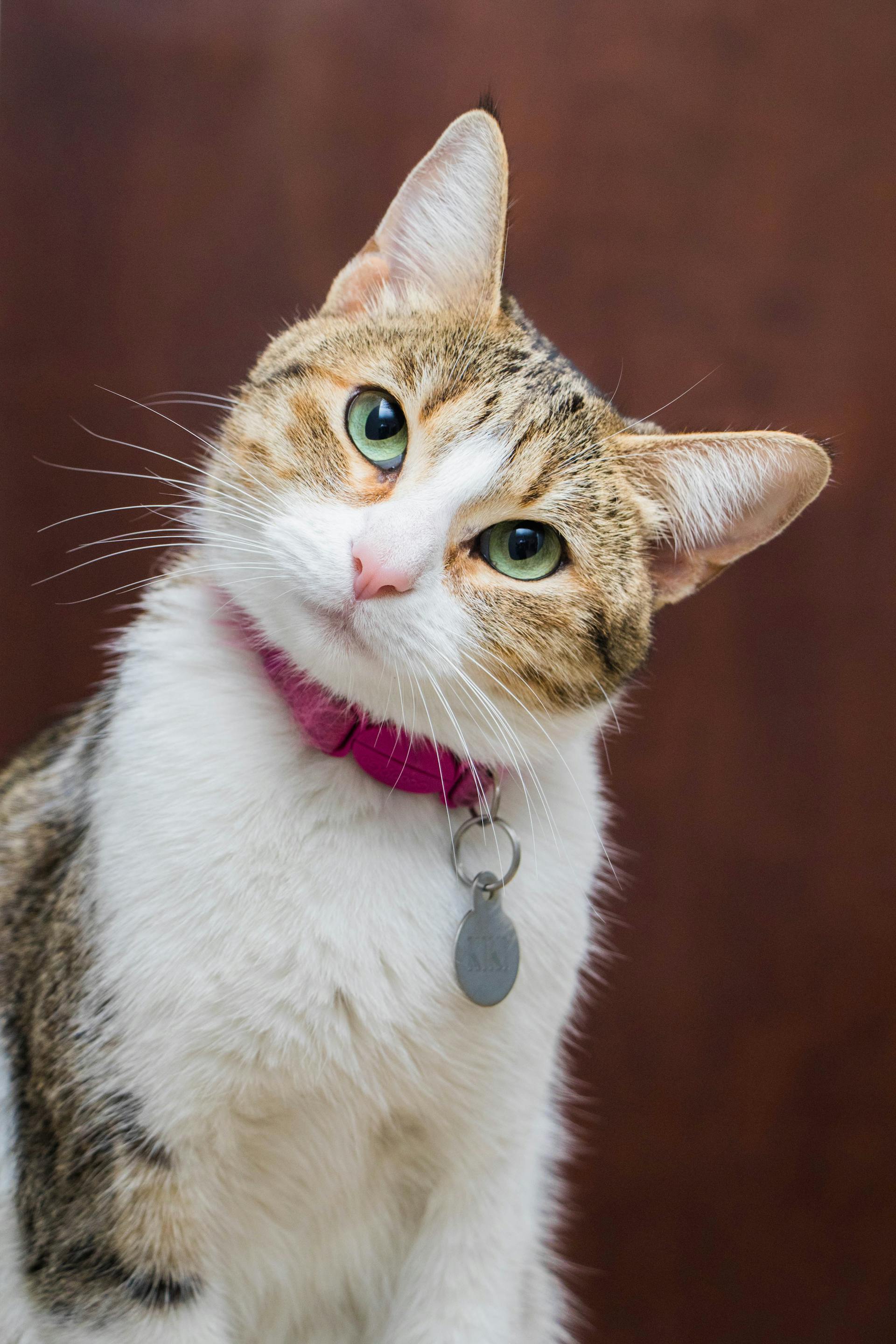 Stylish cat wearing collar and harness set from HT Animal Supply
